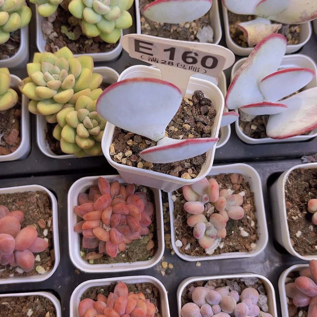 E160白眉一物一拍