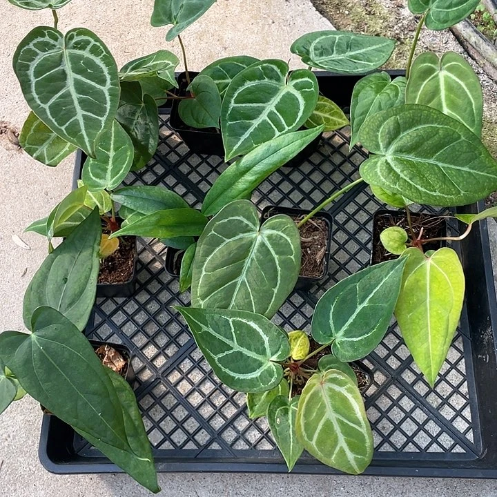 无花朵活动款不售后花烛2