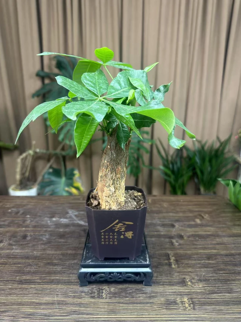 【新疆包邮】发财树盆栽植物室内花卉盆景客厅办公室云竹优雅