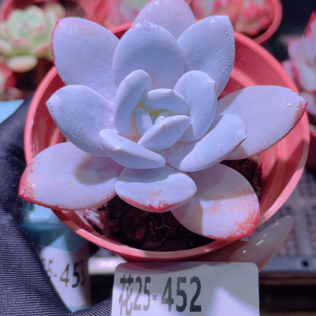 花利美25-452粉雪莲