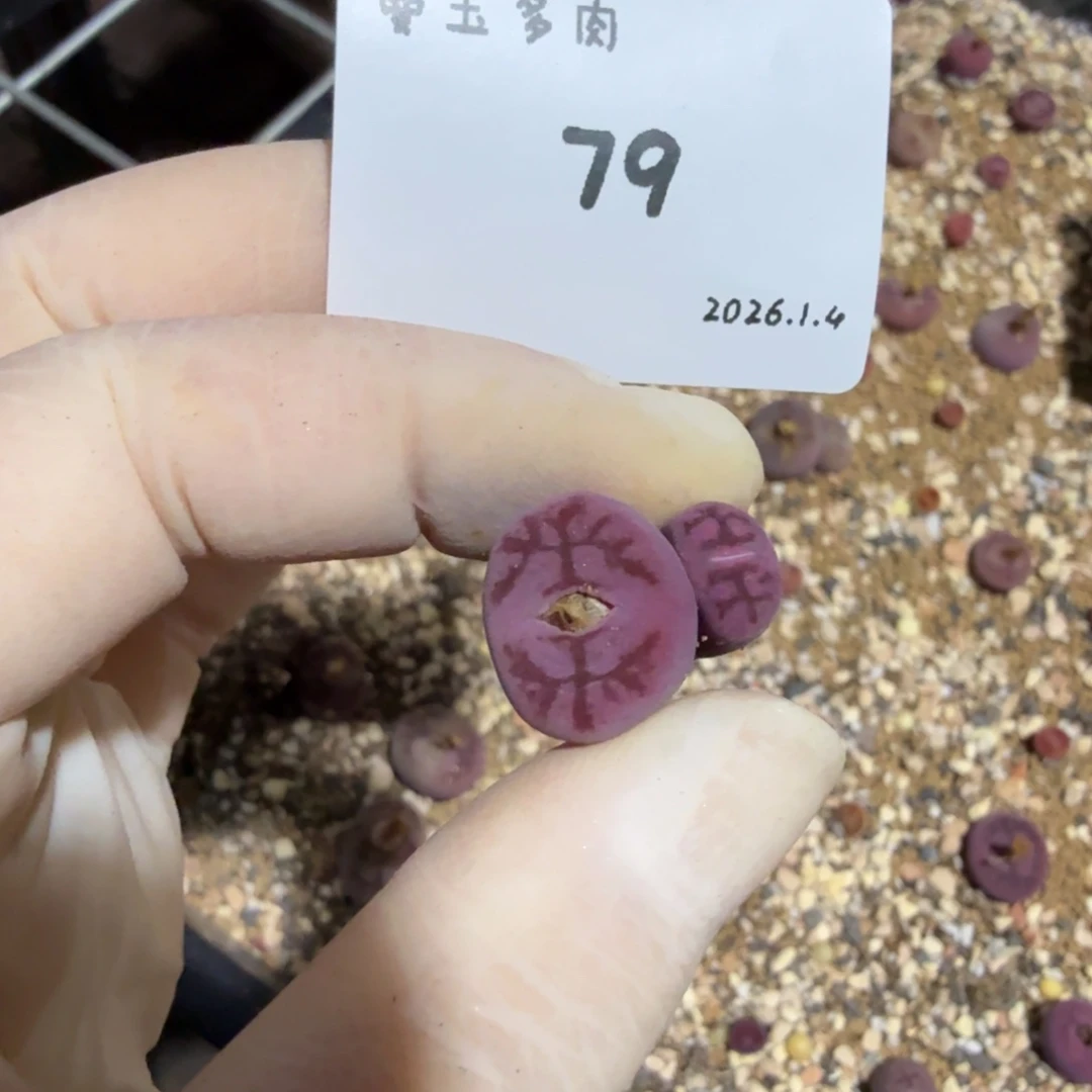 阿***韵多肉多肉多肉1.4-079