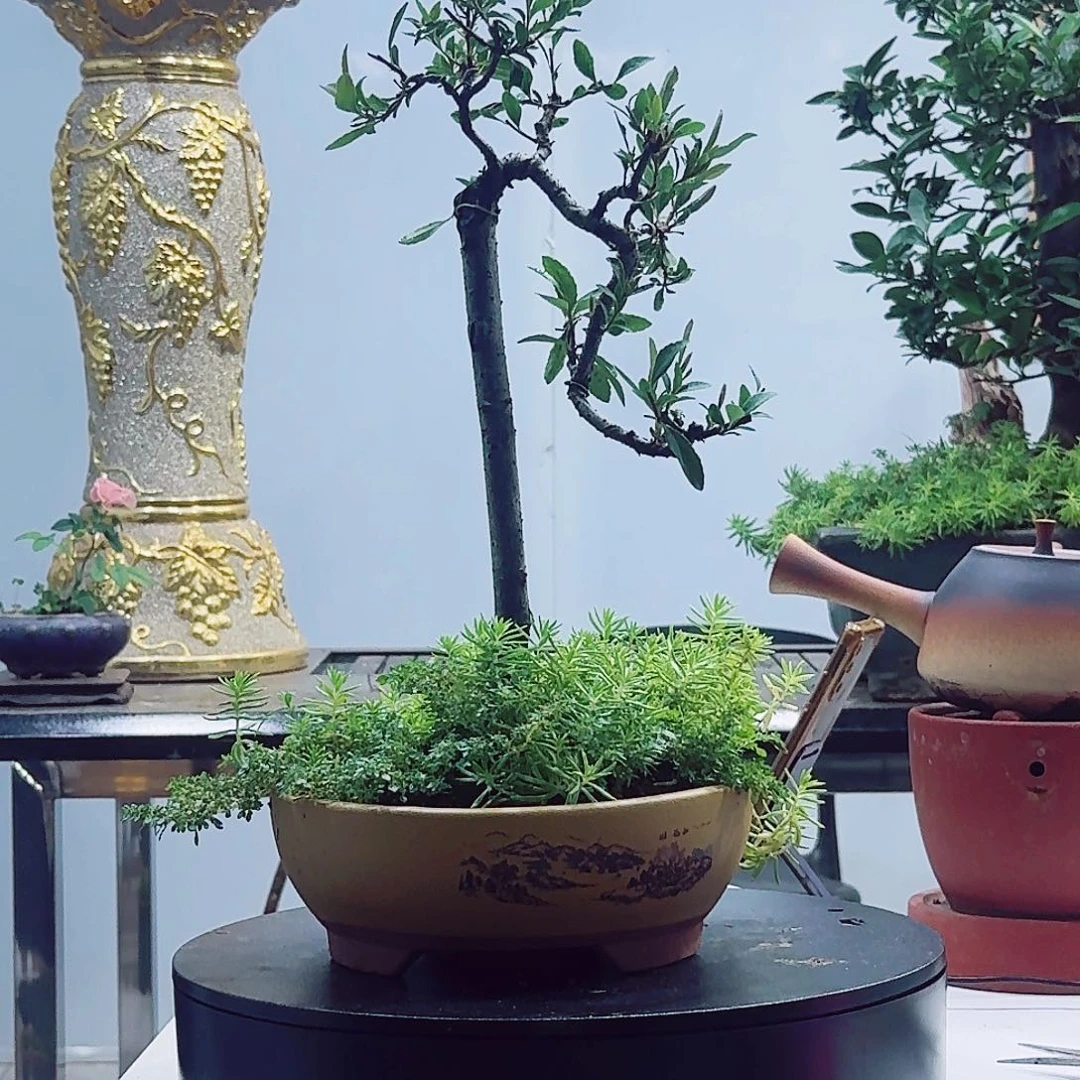 全部花朵茶室小老桩造型春花