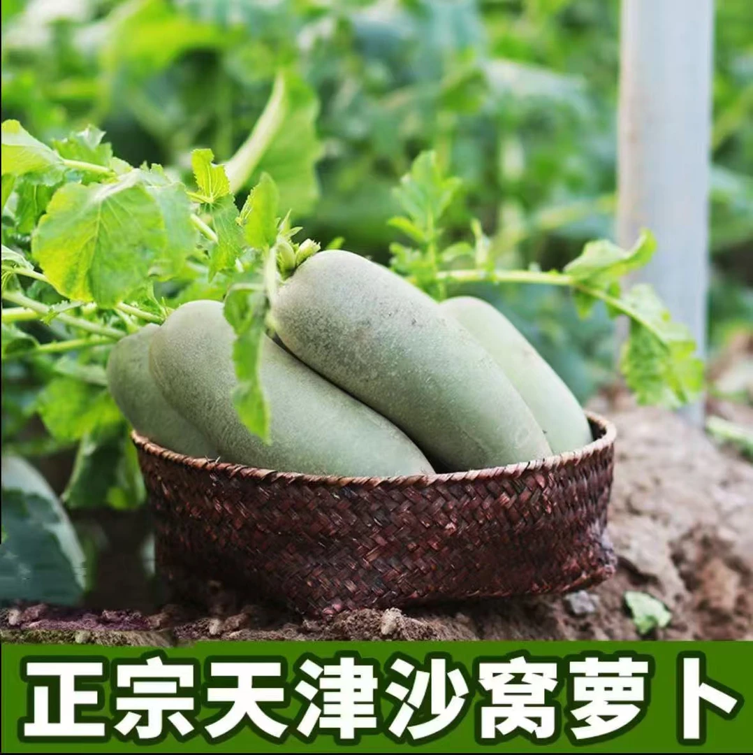天津沙窝萝卜盛晴农场金星(天星2号)