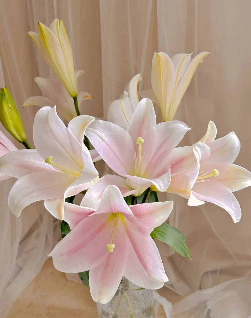 基地铁炮多头单瓣香水粉色百合鲜切花1单顺丰包邮