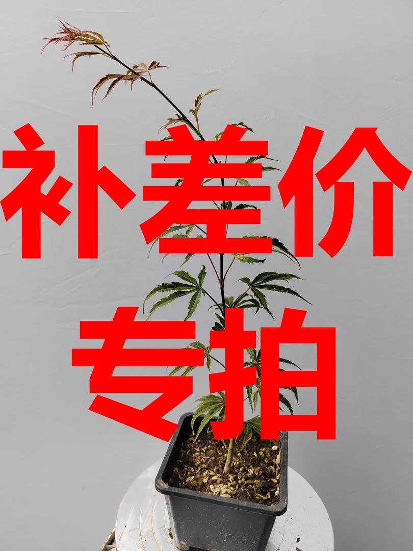 木本菊补差价专拍