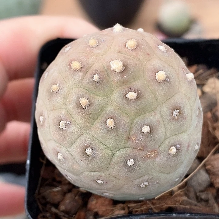 49习自野哈哈哈哈哈