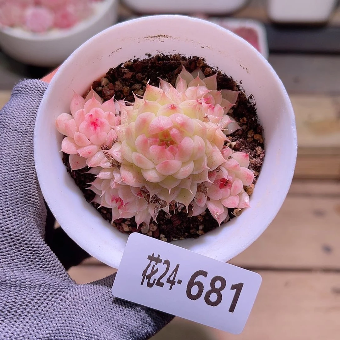 花24-681海王群生