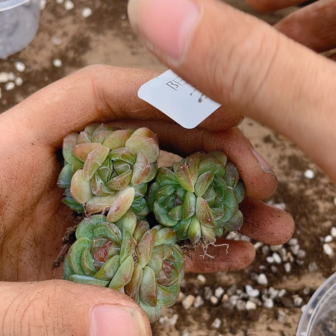 多肉植物多肉植物237