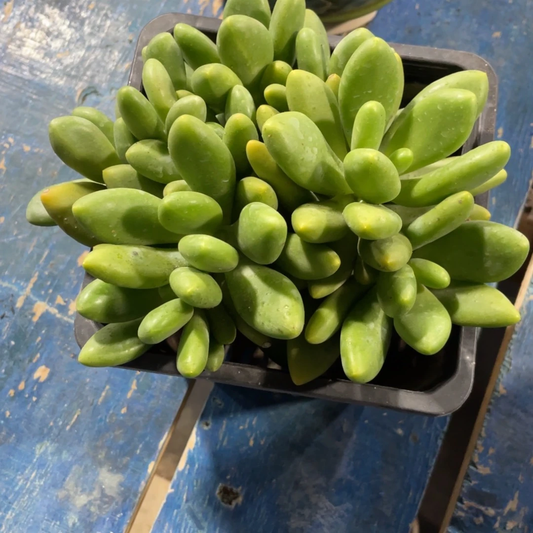 吉***）满58包邮2-7天发货