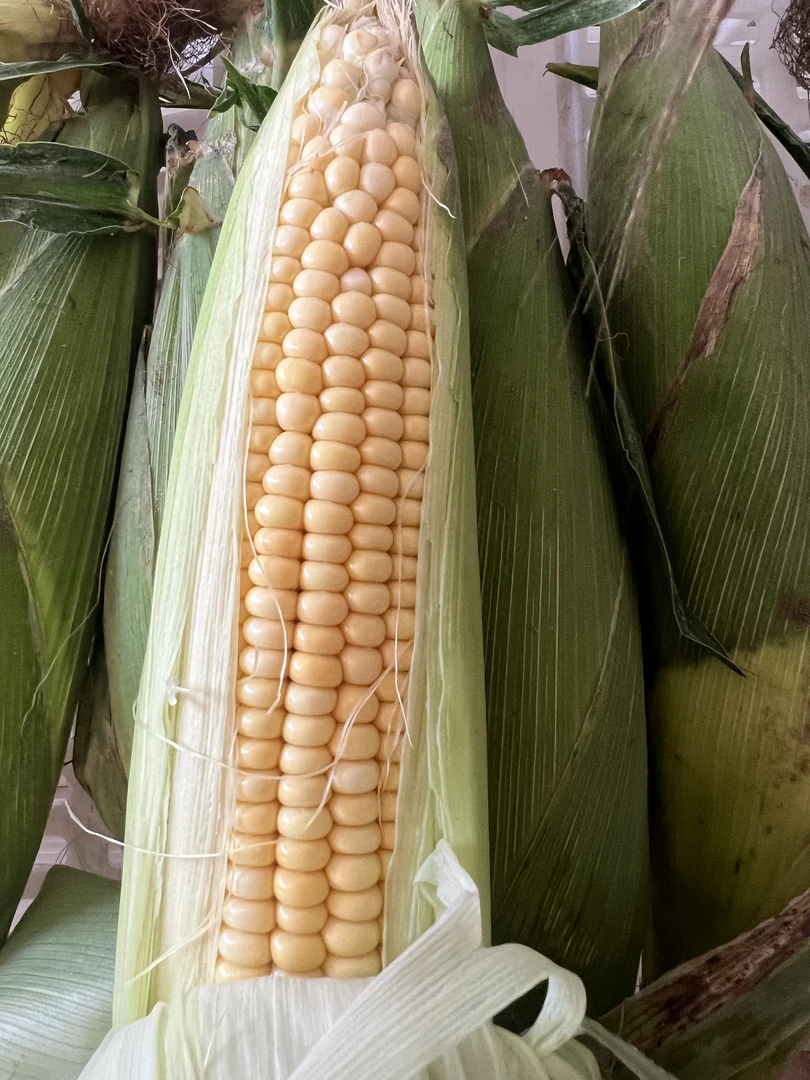 沙窝老郭 天津本地笨玉米拍5个发6个 拍8发10个