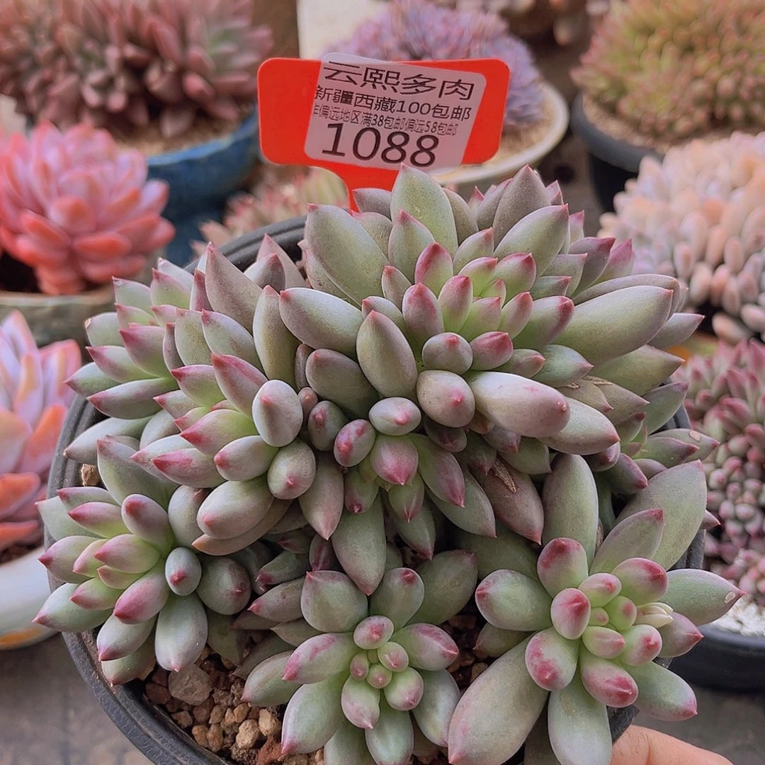 1088二代虞美人多肉植物