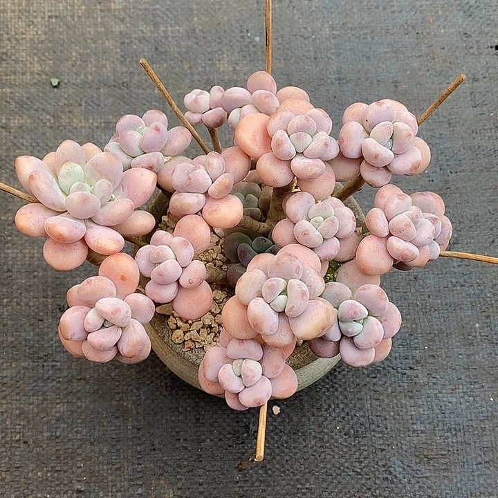 啦咯来咯哦哦吐唾沫的