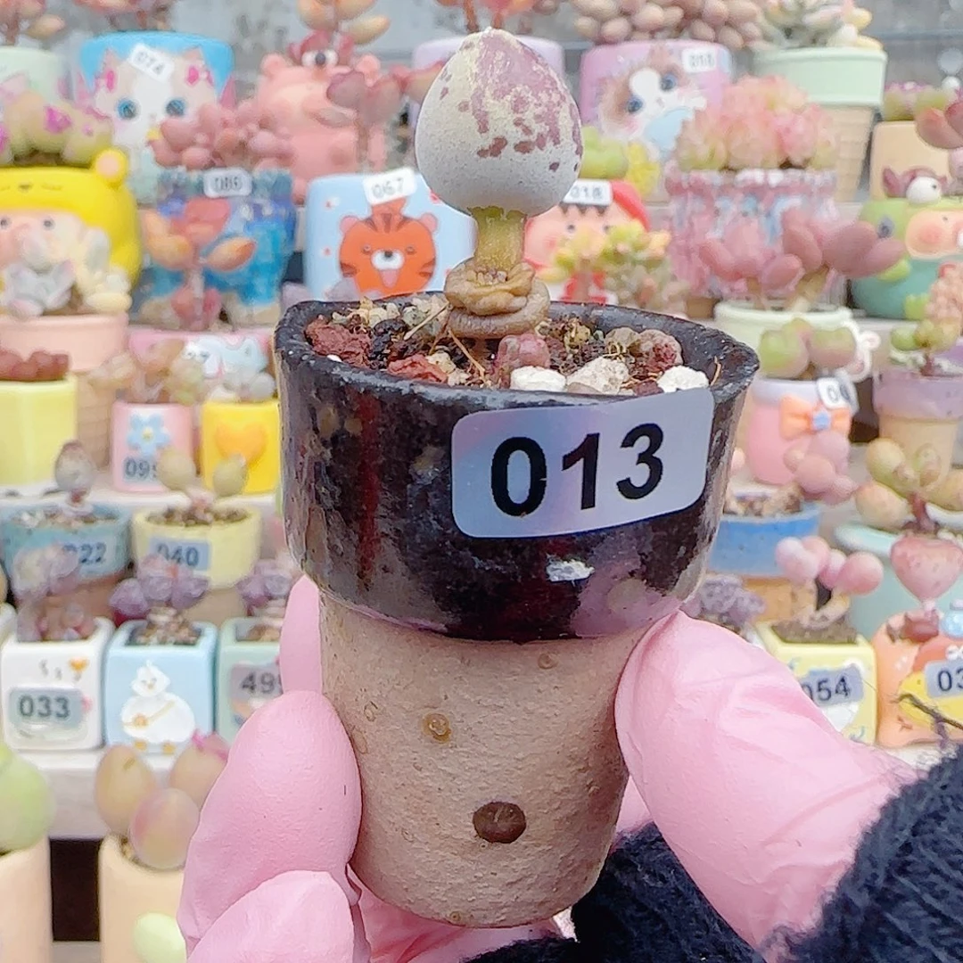 a****L 冰淇淋盆 盆口3cm