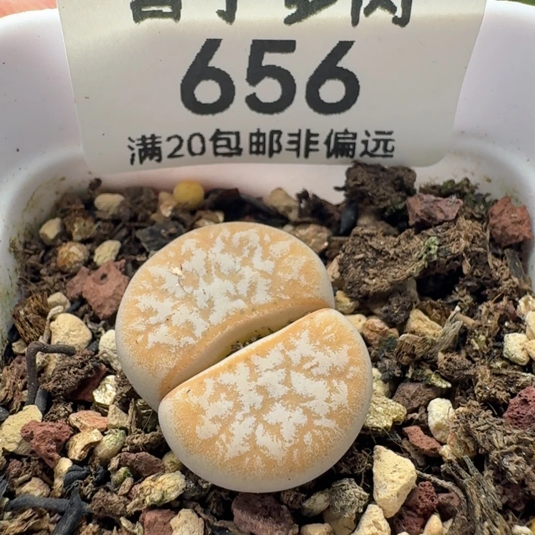 拿铁带盆土309A.