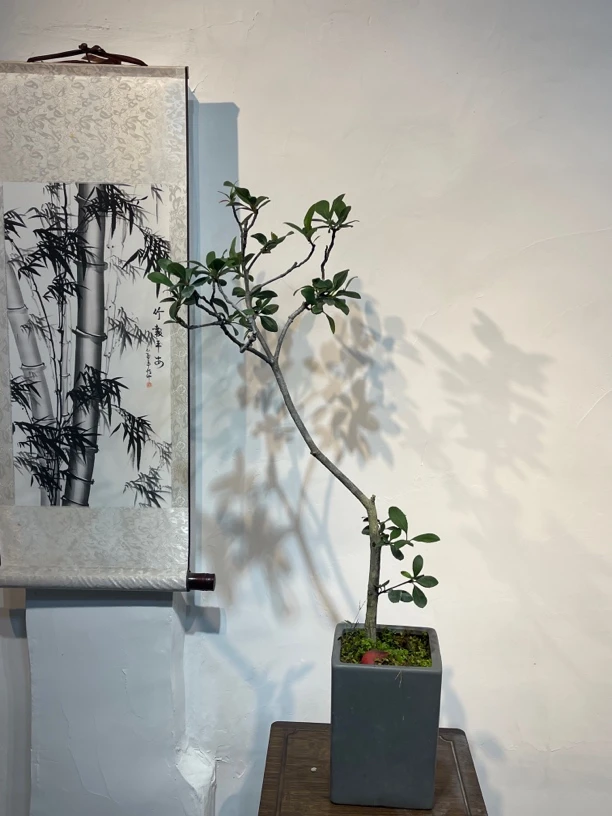 《一物一拍》直播间高山红芽小叶春花造型独特枝条老辣