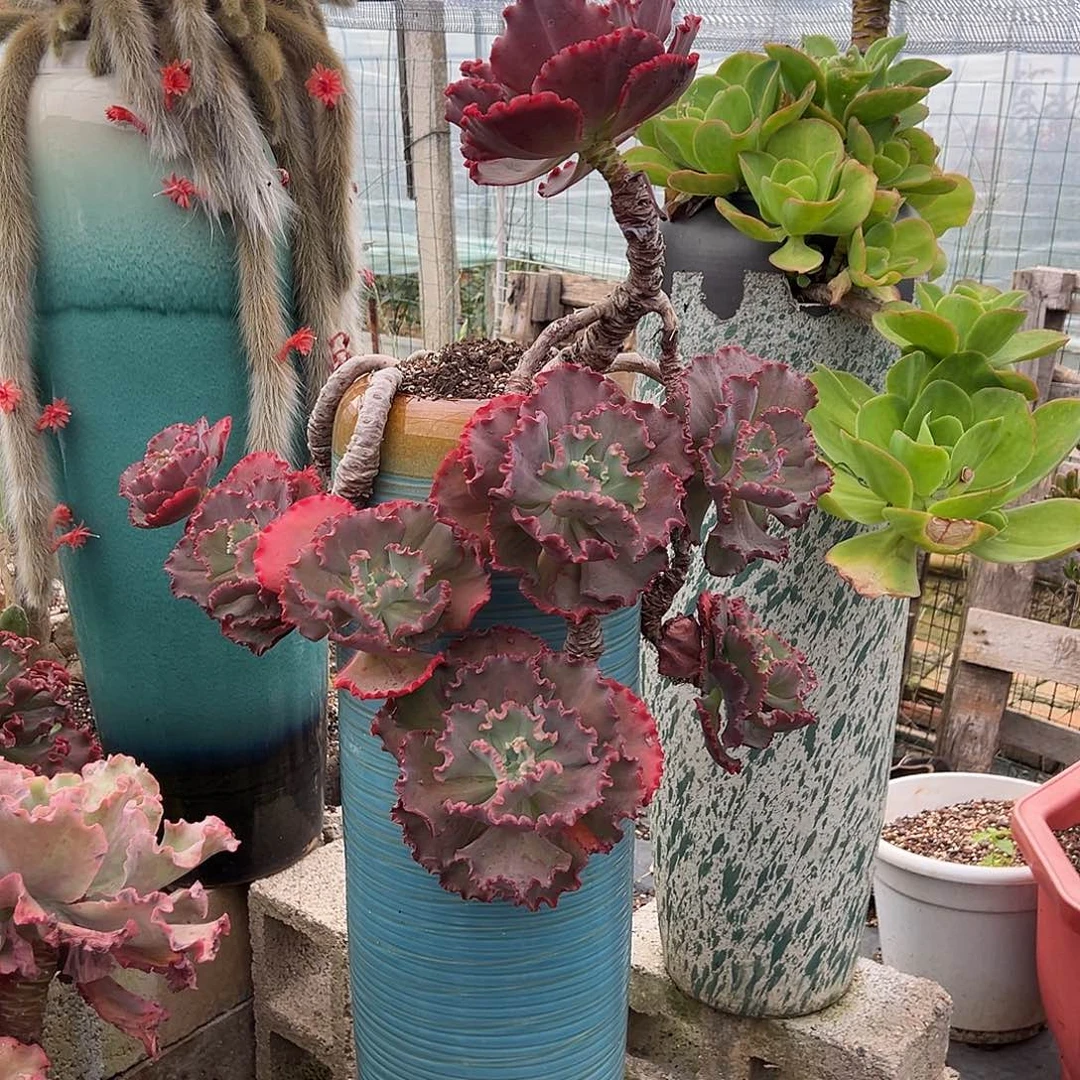 贝壳花笠带盆不包物流