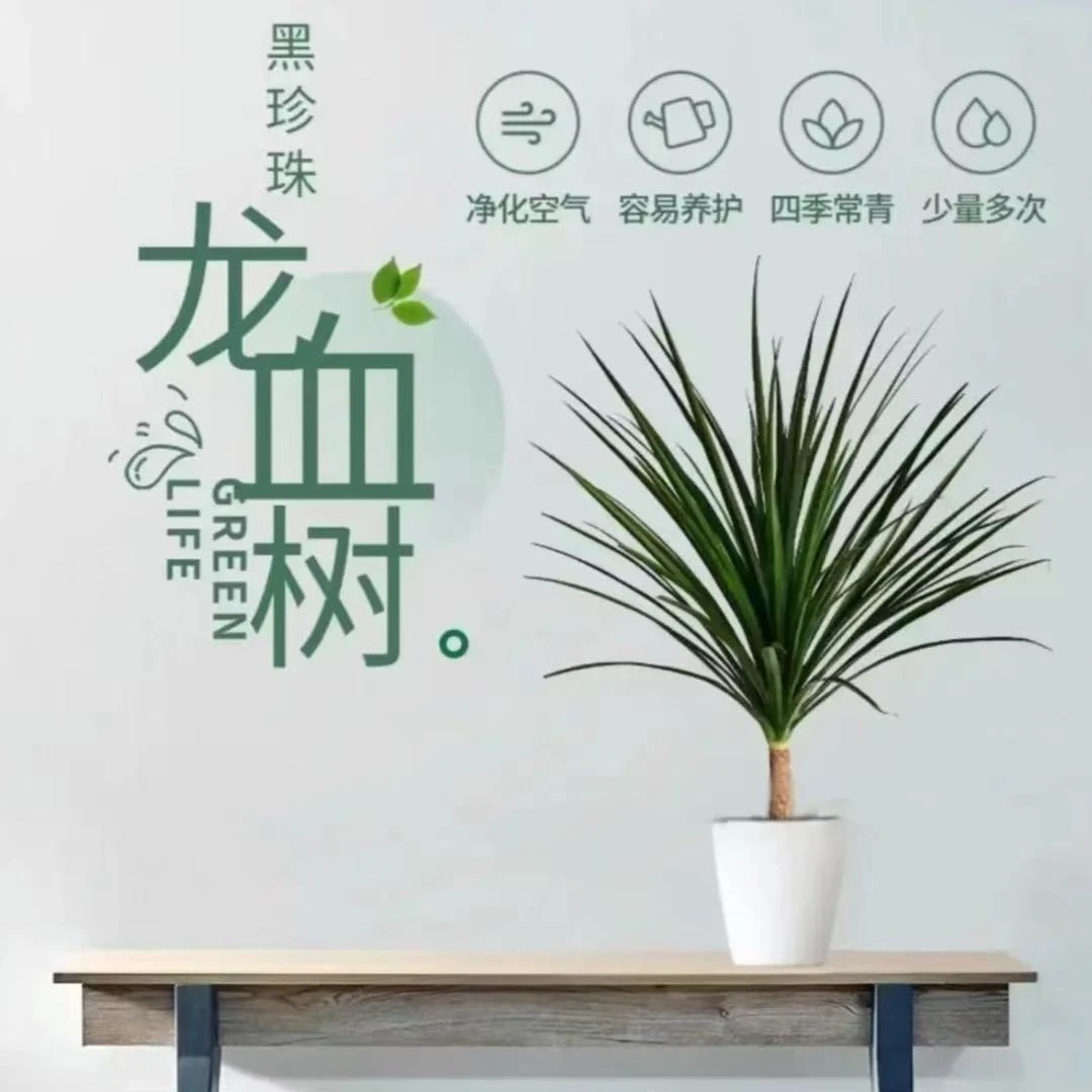黑珍珠龙血树盆栽室内绿植客厅办公室四季常青空气净化观赏植物