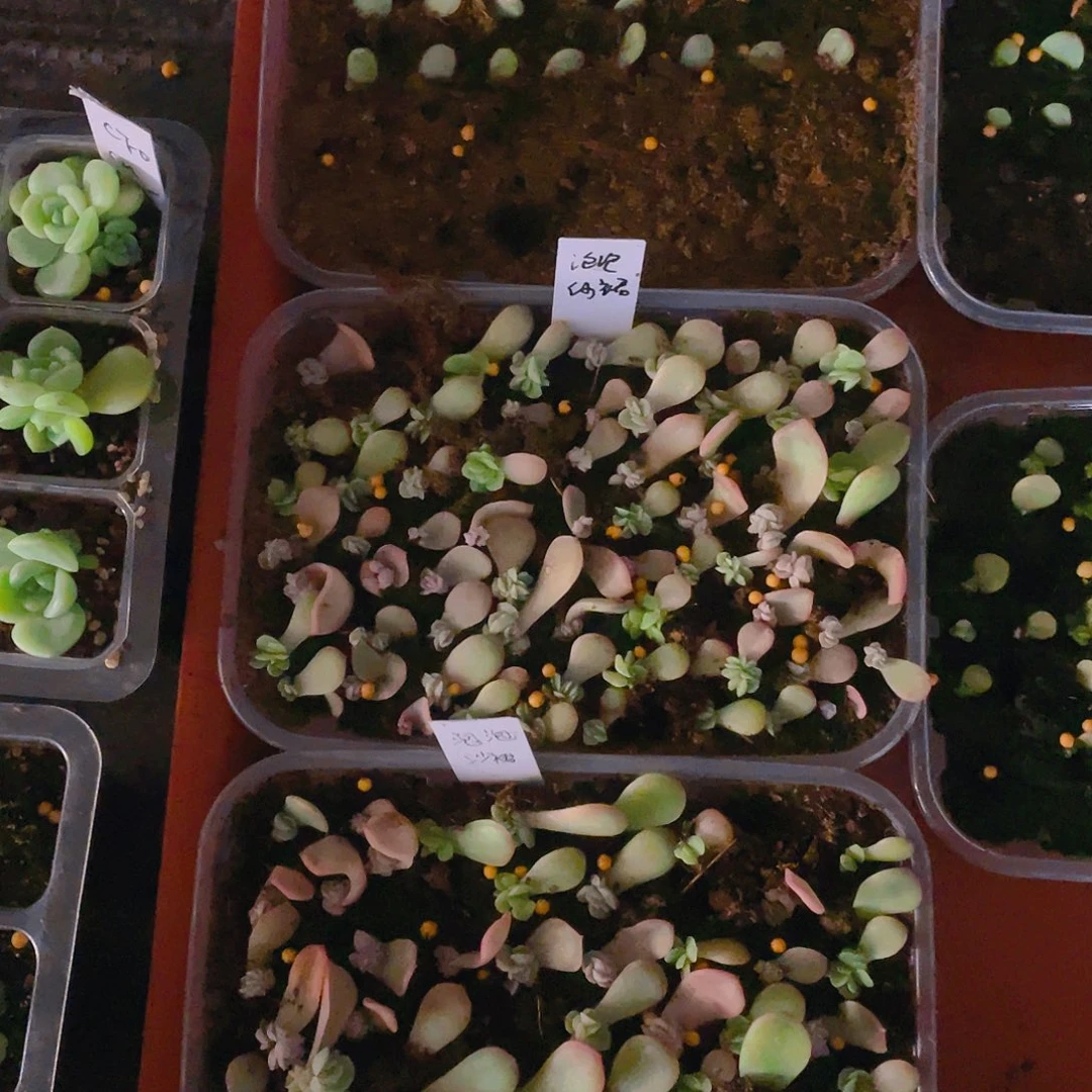 泡泡纱裙芝麻苗一个满25包邮