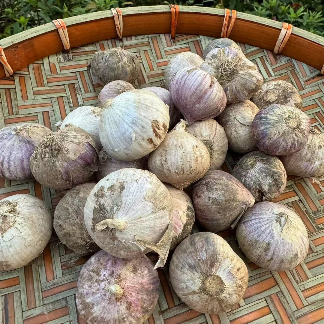【阿豪精选】  独蒜