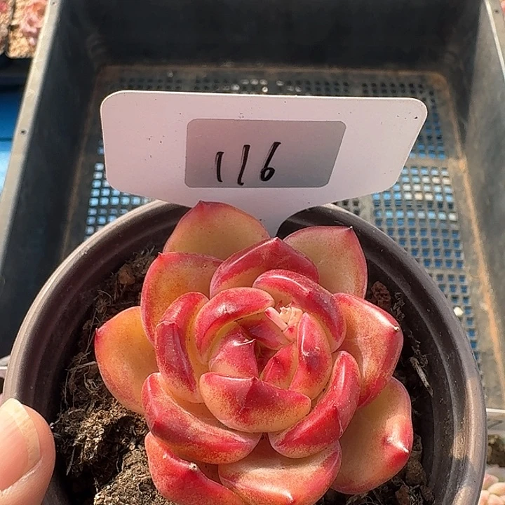 杂交多肉植物116