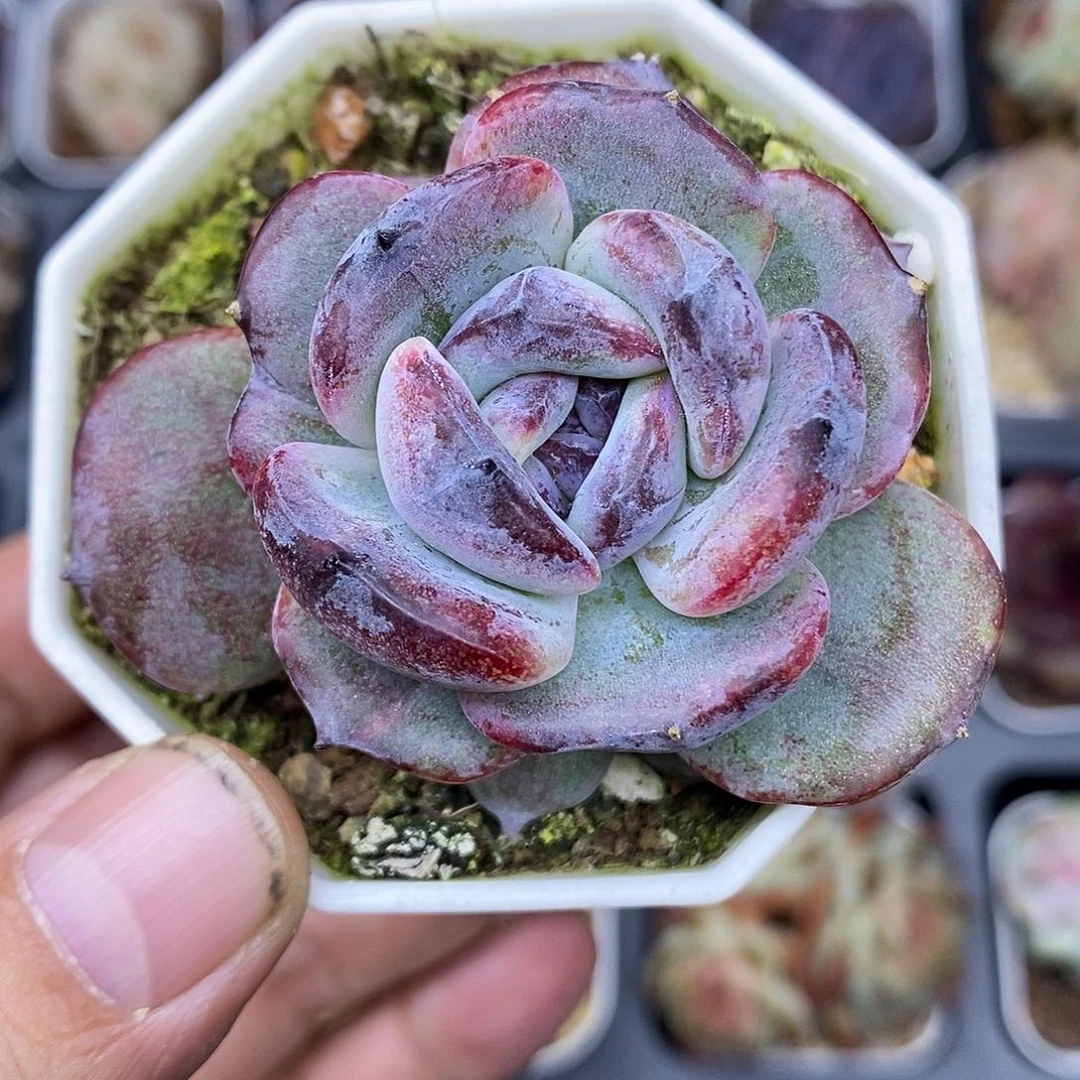 黑橙石化7厘米盆多肉