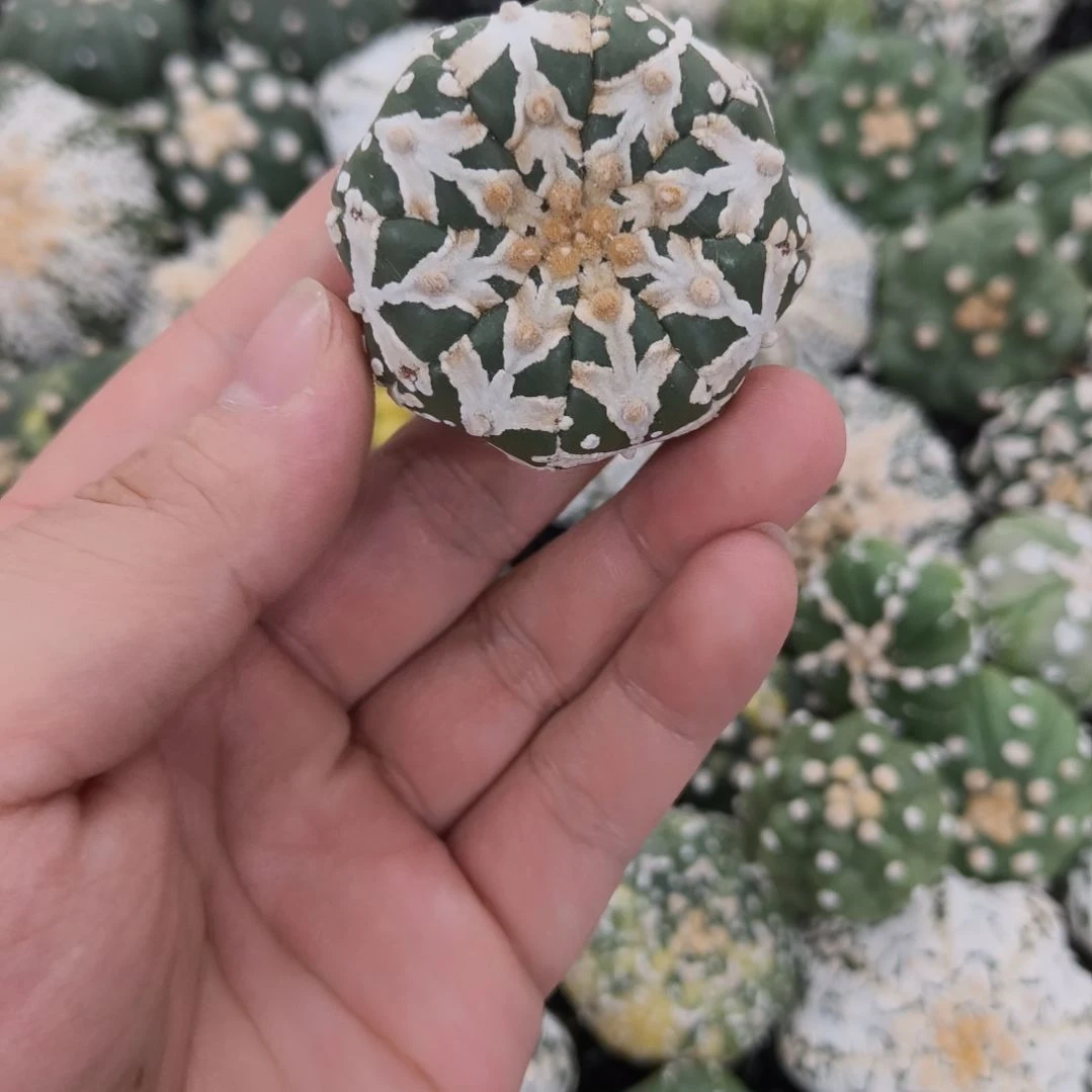 c***糖箭头连线大V圣诞琉璃兜兜