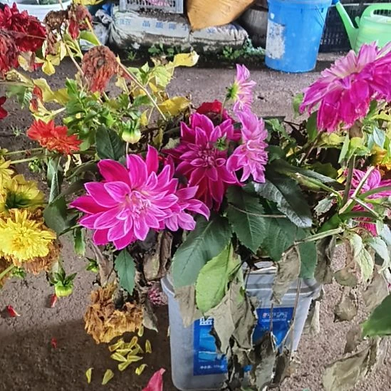 完全开放精灵5-6俩