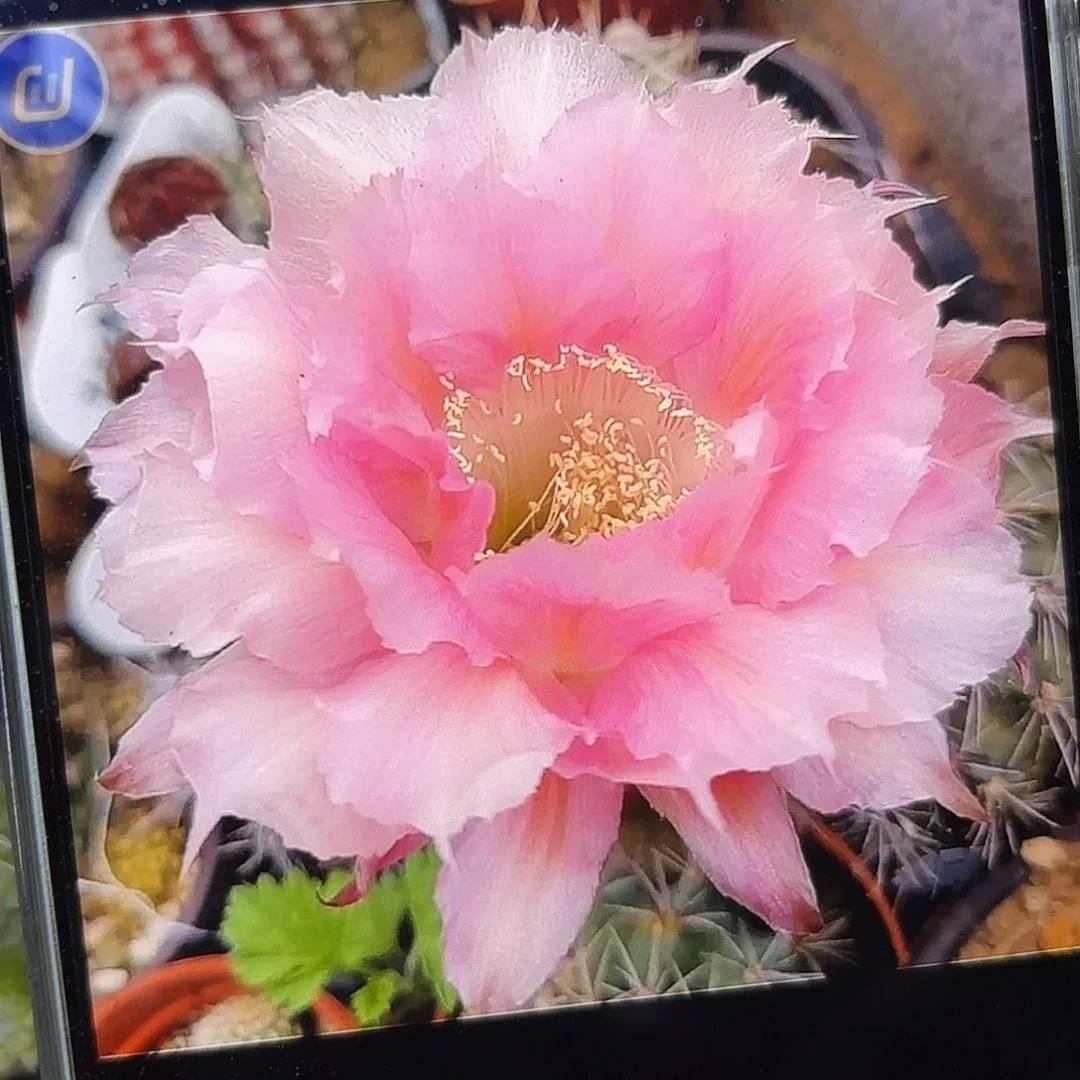 洛桑彩侧牙20包邮21