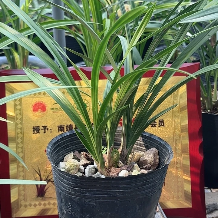 完全开放琥珀牡丹