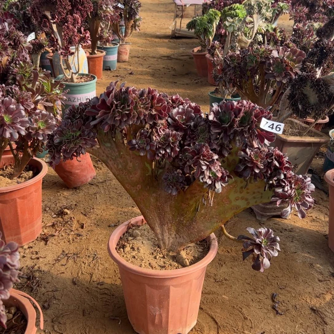 欧紫746官府50厘米