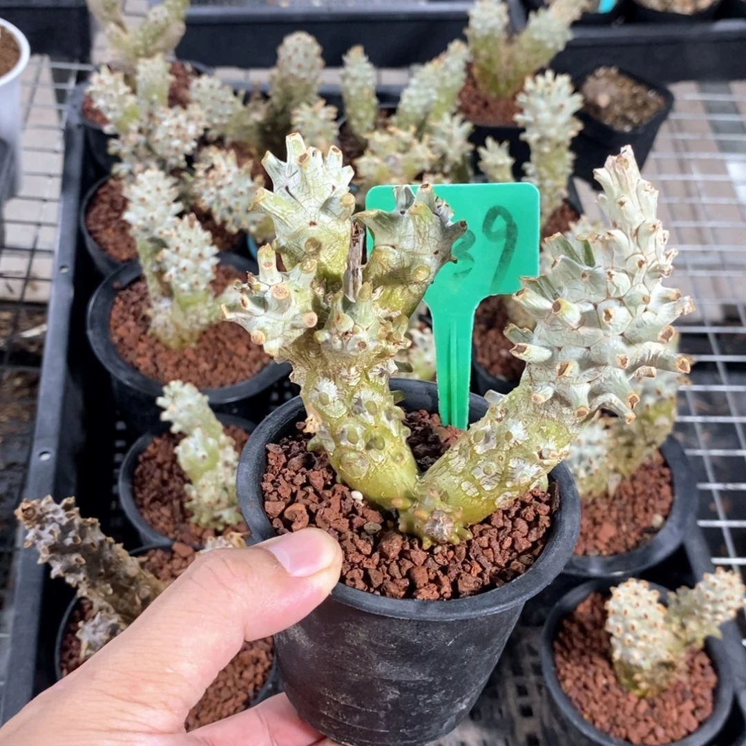 钟馗多肉植物一个