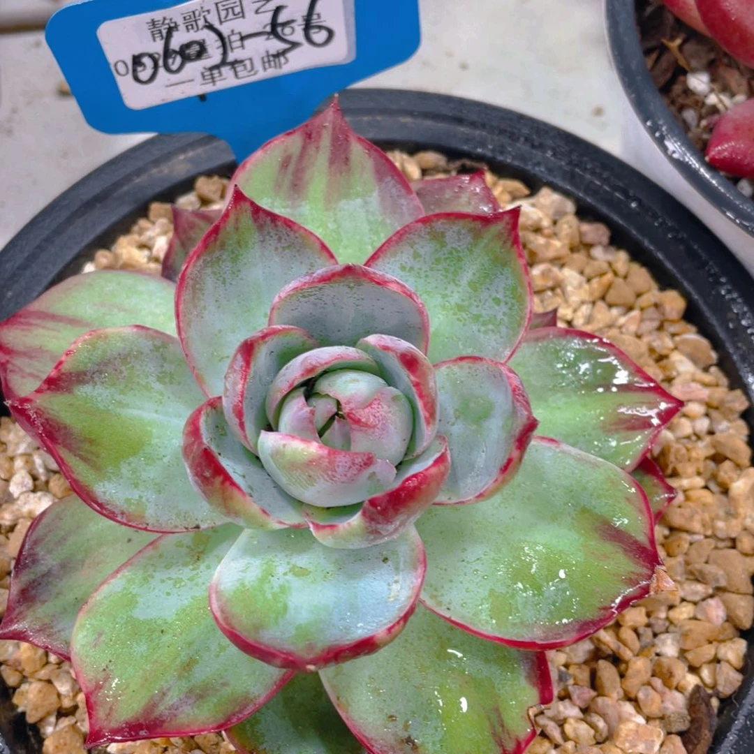 0602-56-拉丝锦惊鸿仙子一颗