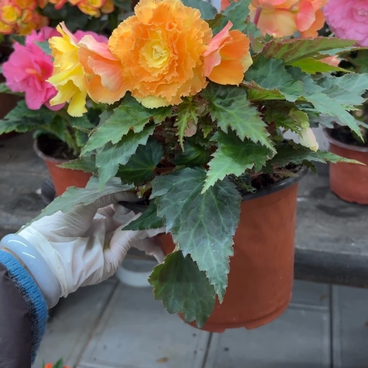 当前无花朵，栽培后可花朵大盆日出只包到手不包养护