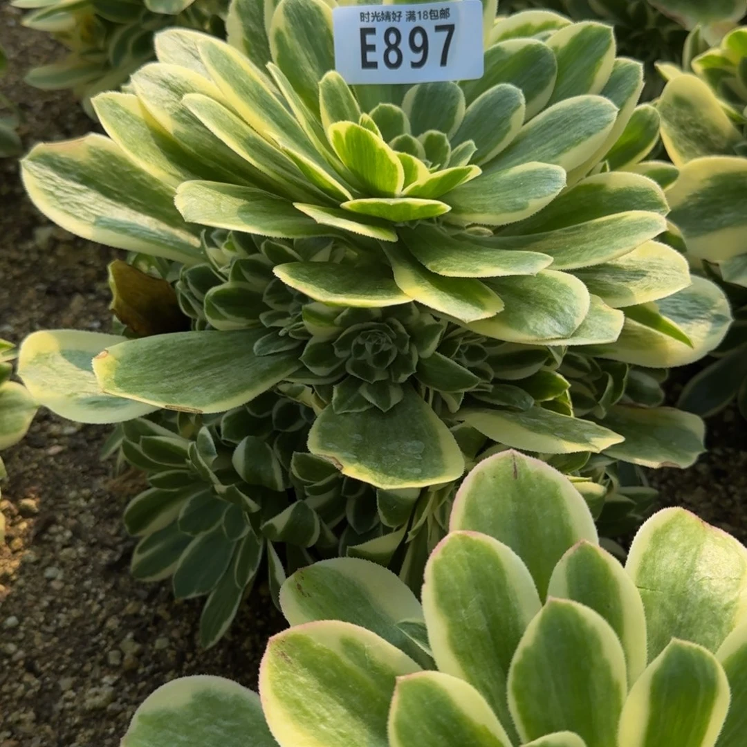 流*897冷月多肉植物