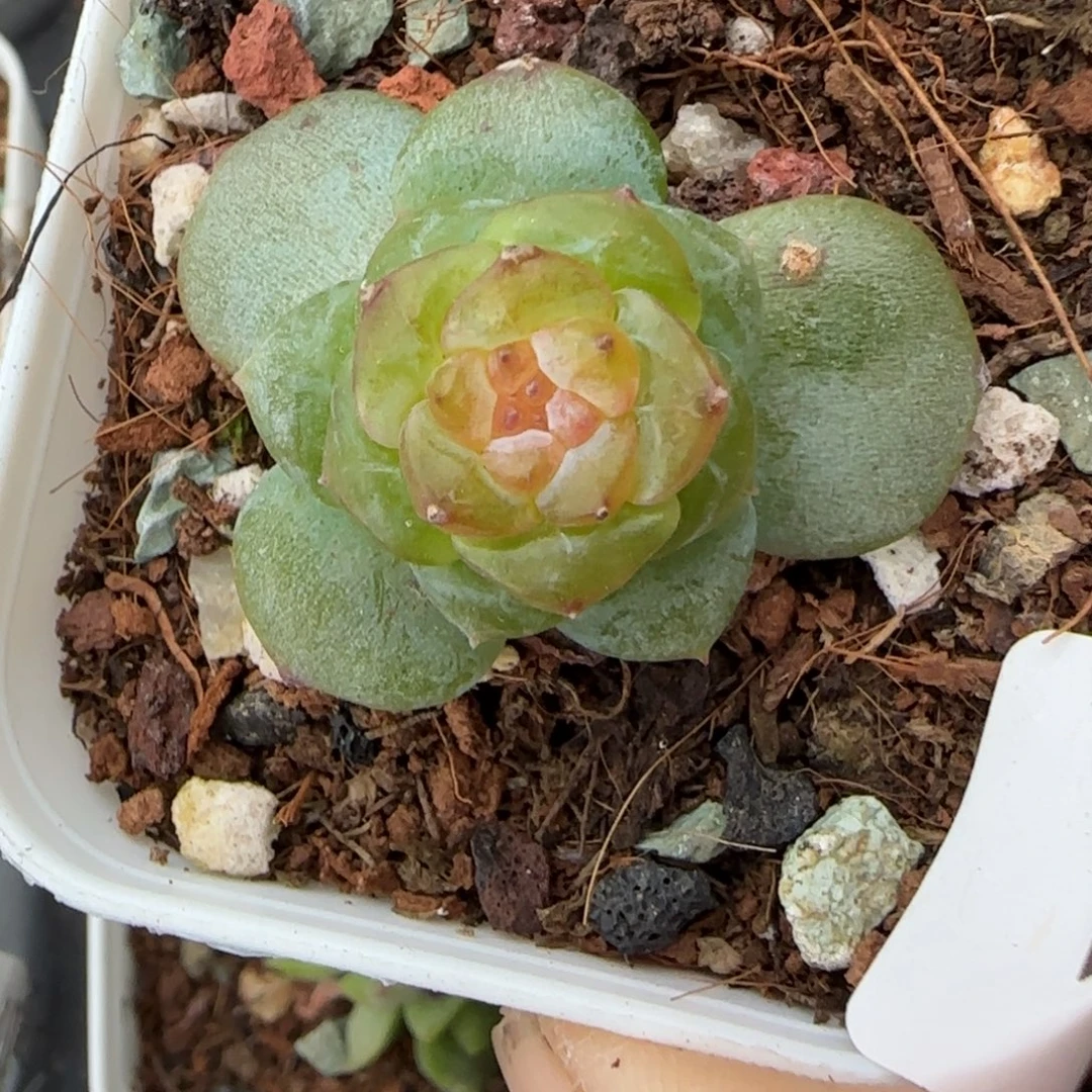 小卡拉米糖心一物一拍19-68