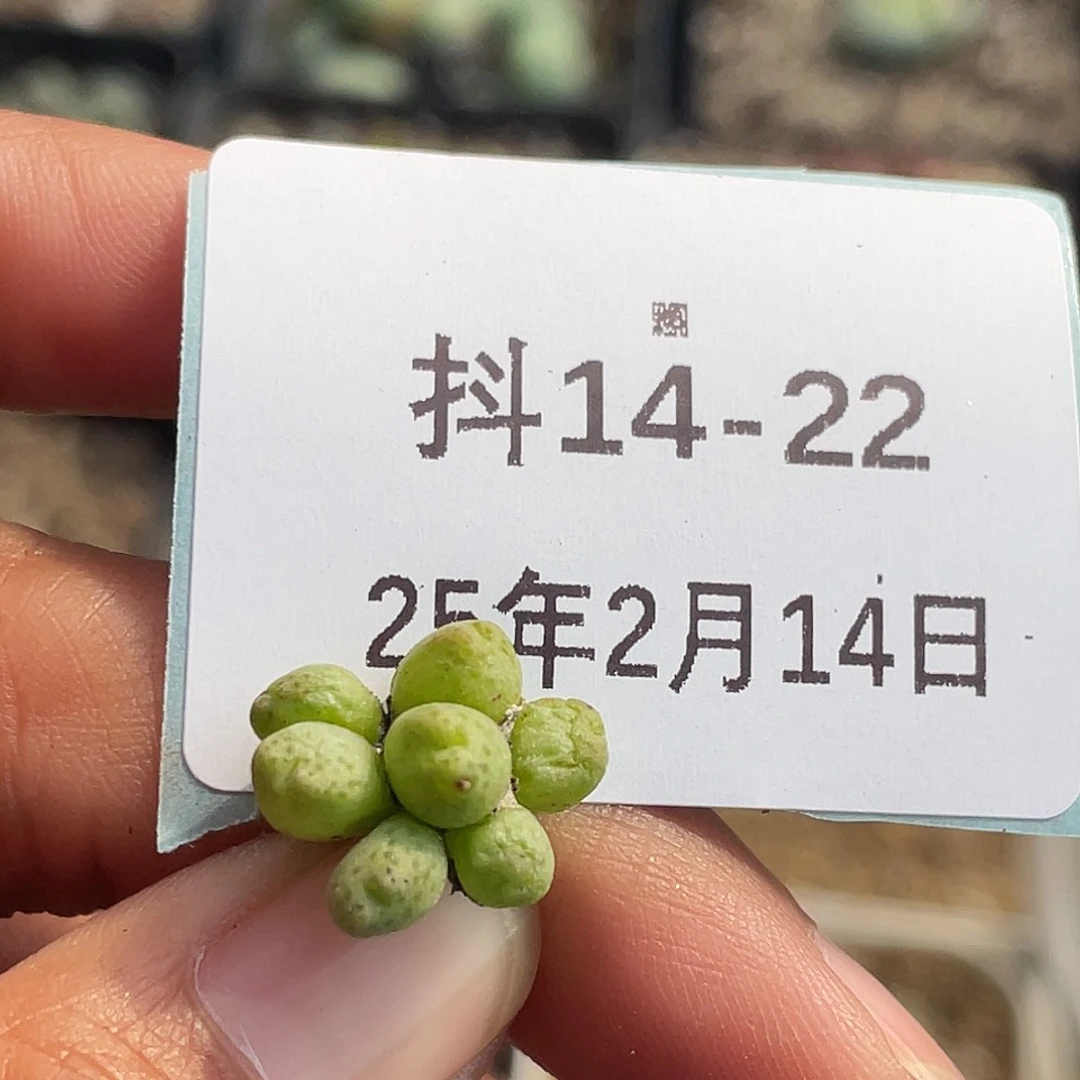 14-22斑马多肉植物