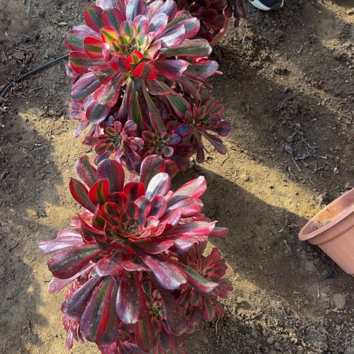 23.8香奈儿一棵包邮