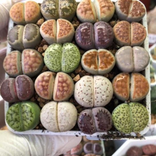 2198，20棵彩色母本如图