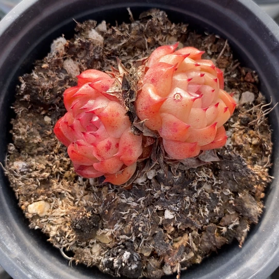 自助下单一物一拍多肉，下滑更多品种选择