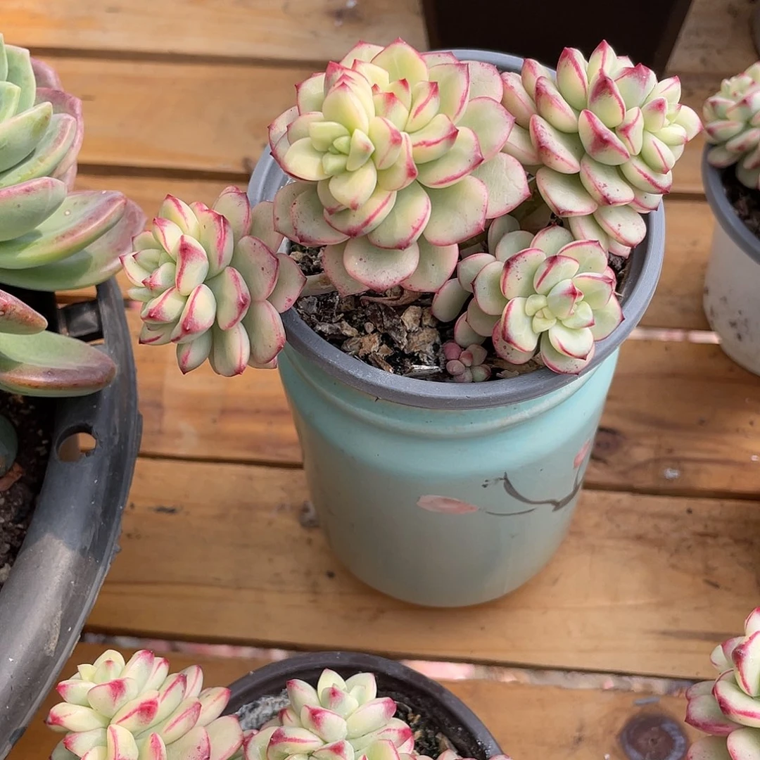 暖探戈锦多肉植物