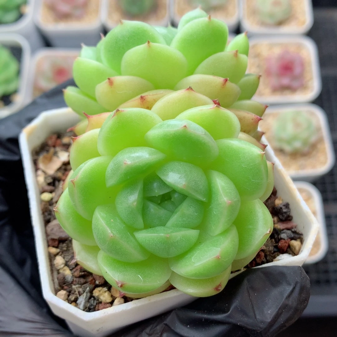 58包邮  群生不包整麦秆130