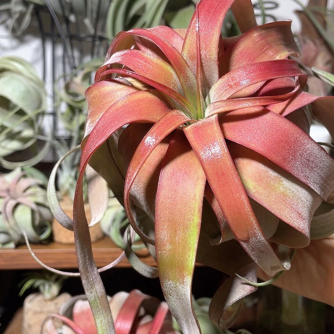 靠***吖卡橙卷11号 空气凤梨