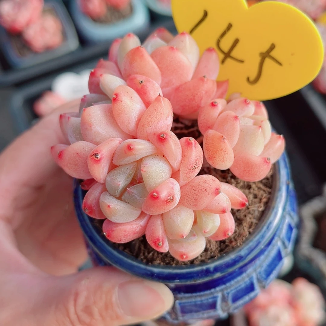 145号小老桩糖心群