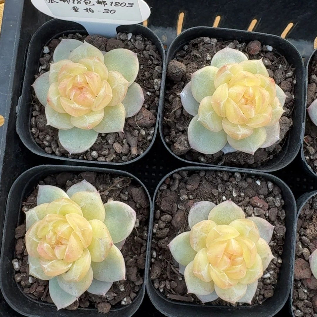 1203-030-3003一颗量拍