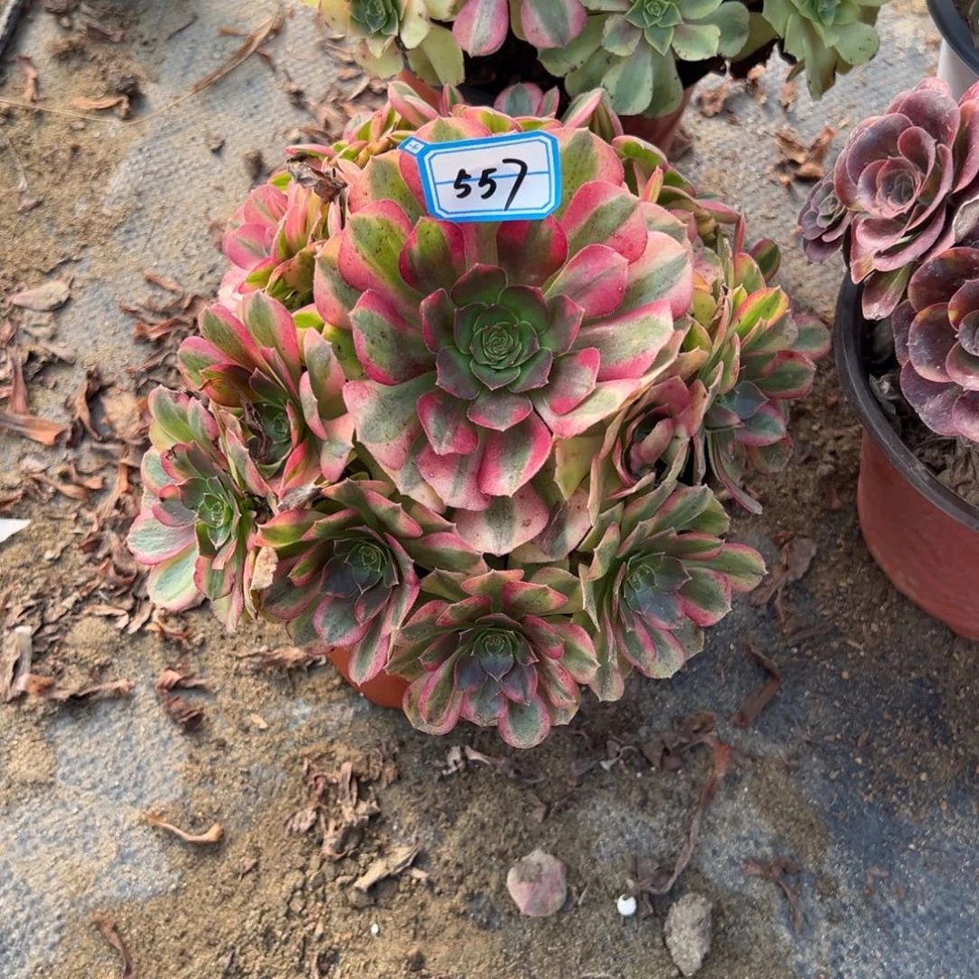 557雨荷多肉植物法师多肉