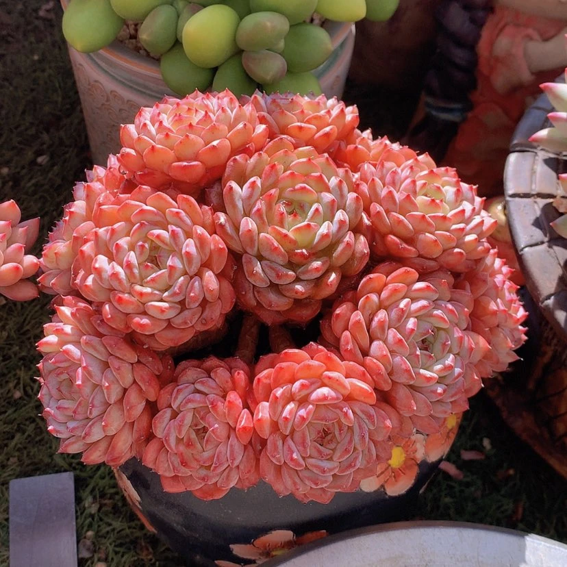 【闪购商品】彩虹白胖子