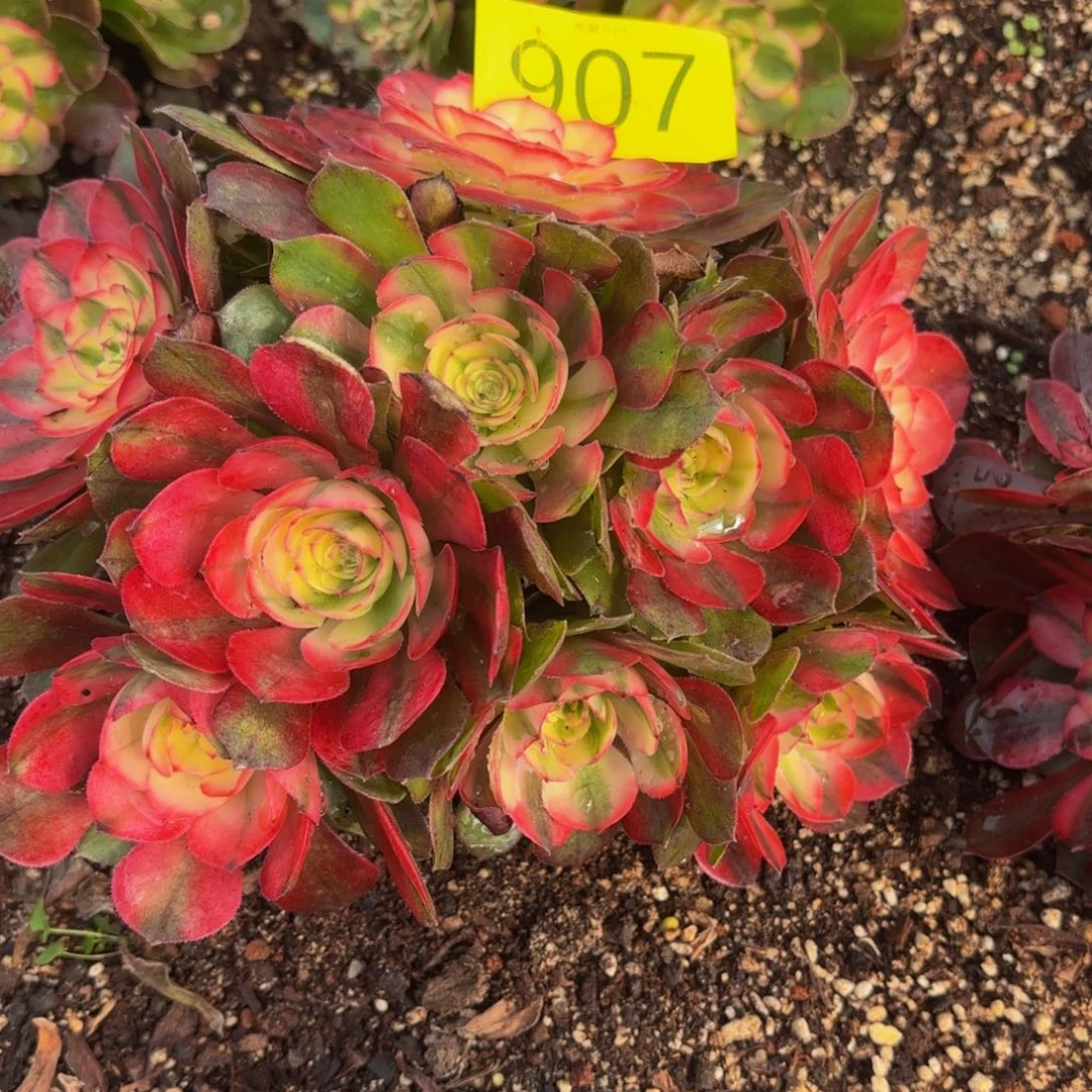 哈哈多肉葡萄福利来907