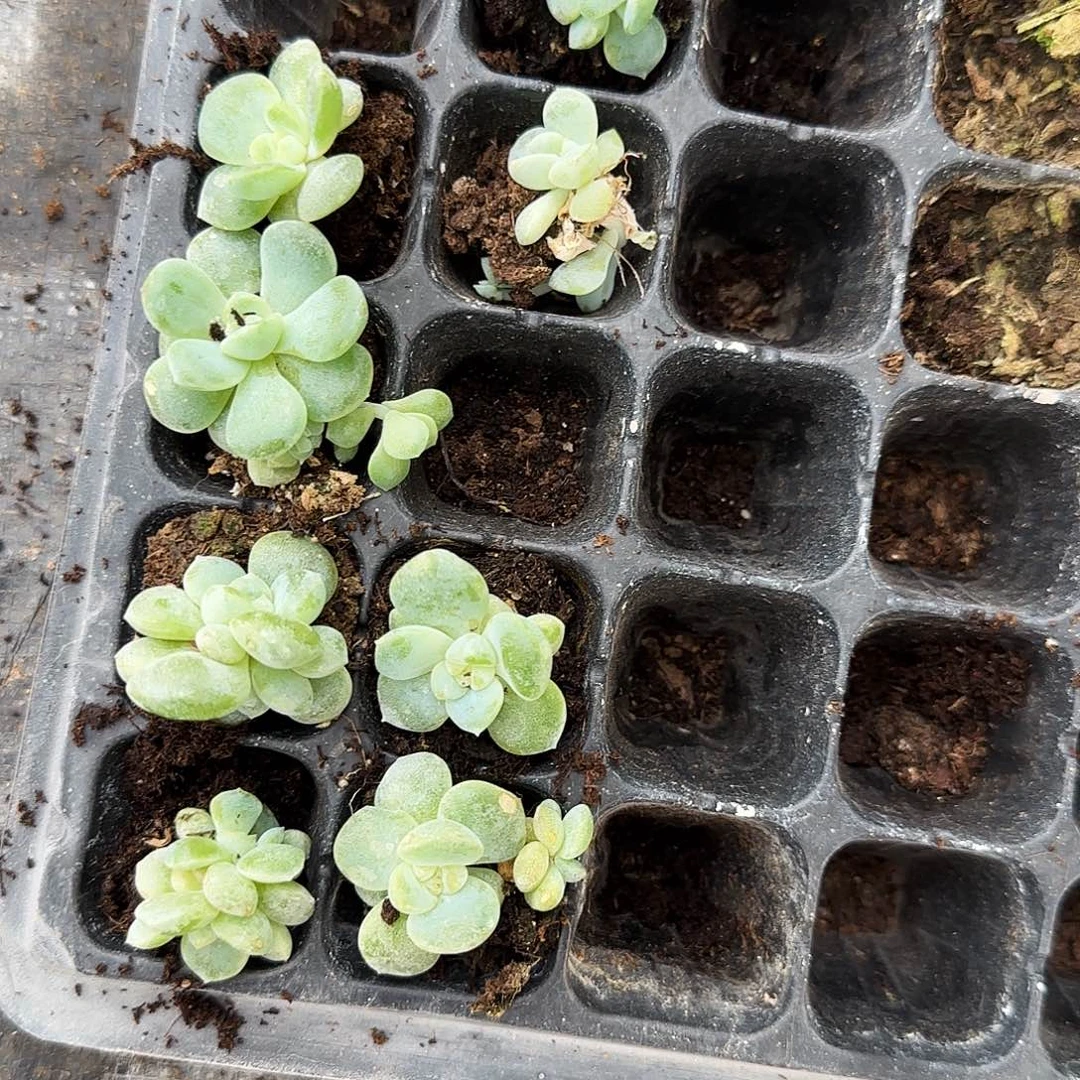 月恒穴一个满25包邮