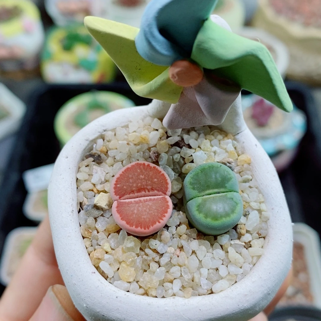 生石花花花花花花花花279
