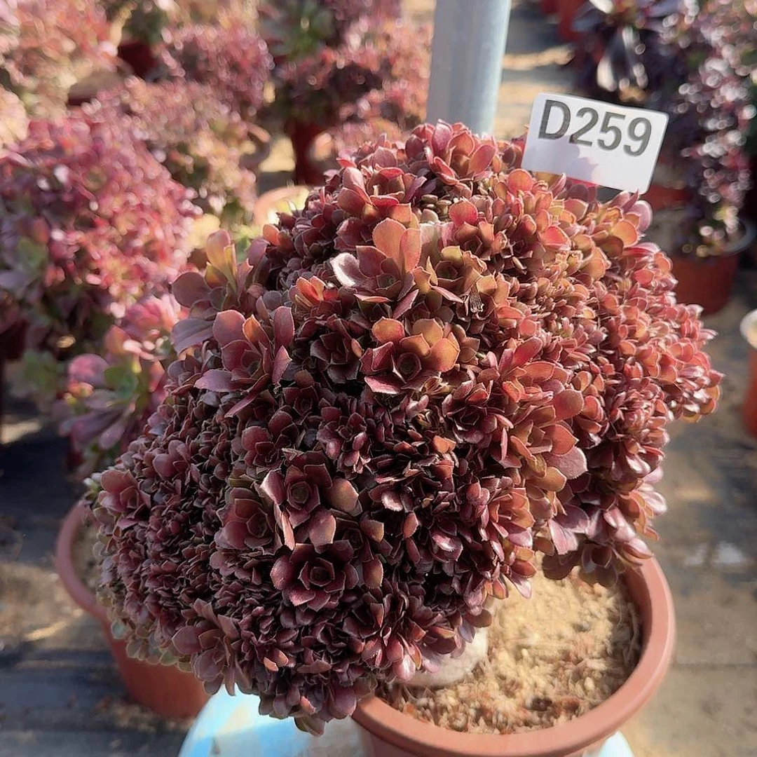 259玫瑰朵朵一颗